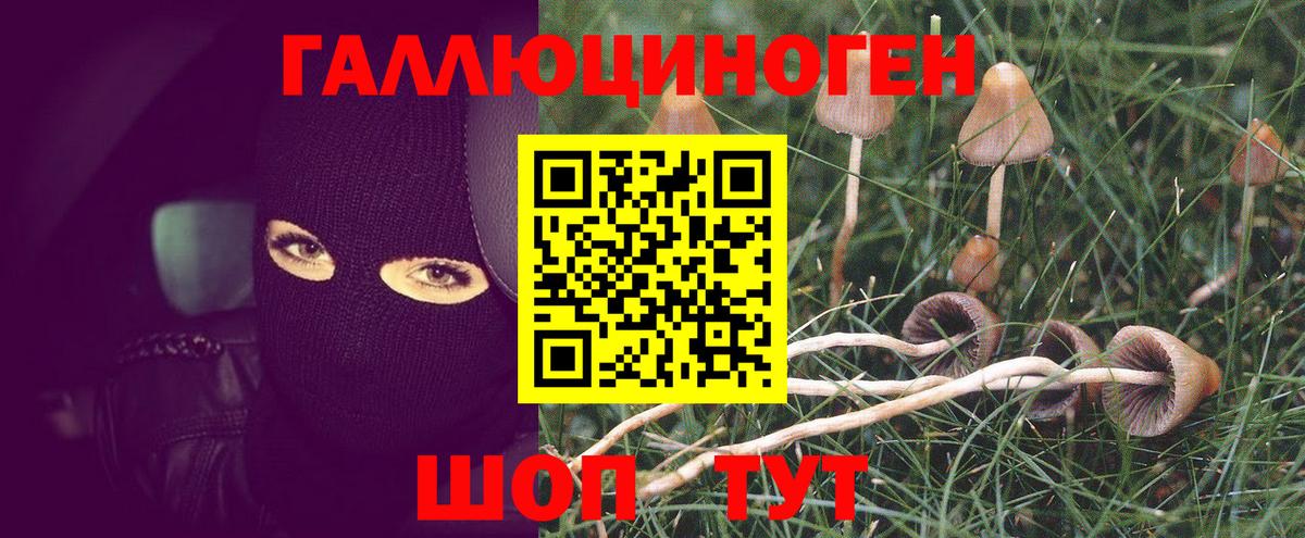 Псилоцибиновые грибы Psilocybe  Галлюциногенные грибы мицелий  Нерюнгри  Вход с VPN 